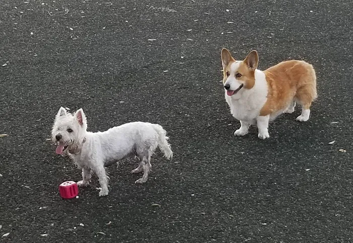 Queenie's Dog Park 2