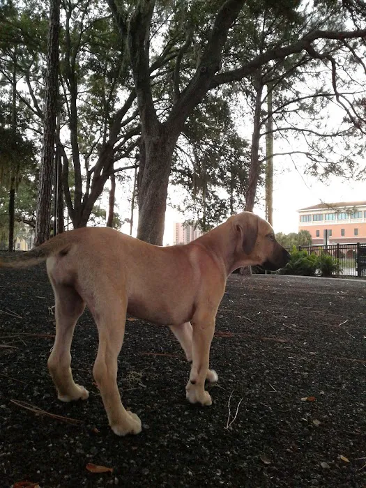 Queenie's Dog Park 3
