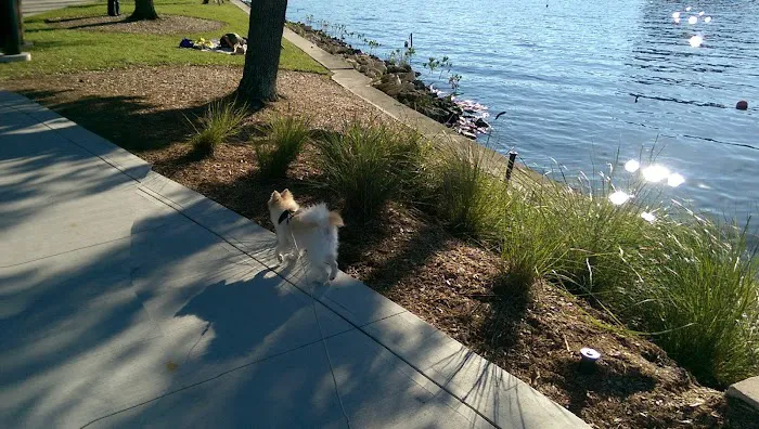 Queenie's Dog Park 10