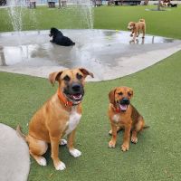 Dog Parks at Julian B. Lane Riverfront Park ico