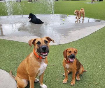 Dog Parks at Julian B. Lane Riverfront Park