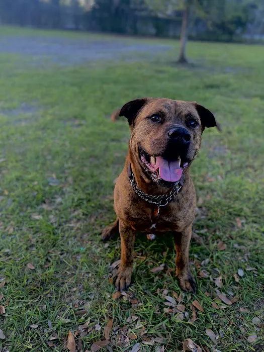 Angus Goss Dog Park 10
