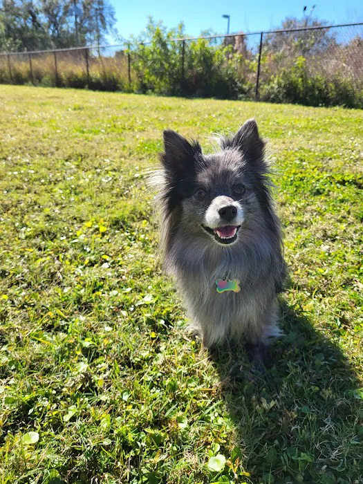 Apollo Beach Dog Park 6
