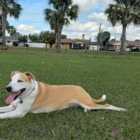 Apollo Beach Dog Park ico