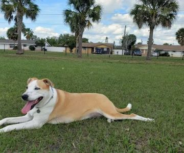 Apollo Beach Dog Park