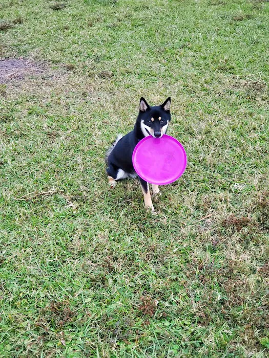 Apollo Beach Dog Park 10