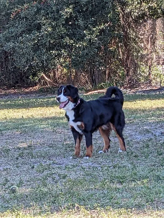 Hyde Park Dog Park 2