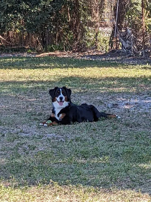 Hyde Park Dog Park 1