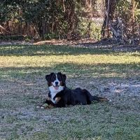 Hyde Park Dog Park ico