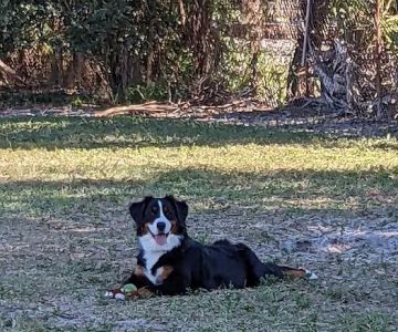 Hyde Park Dog Park