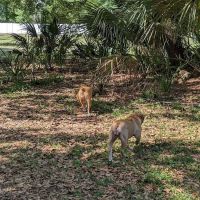 Dr Otts Off Leash Dog Sanctuary ico