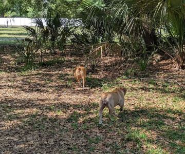 Dr Otts Off Leash Dog Sanctuary