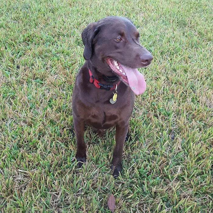 Dr Otts Off Leash Dog Sanctuary 8