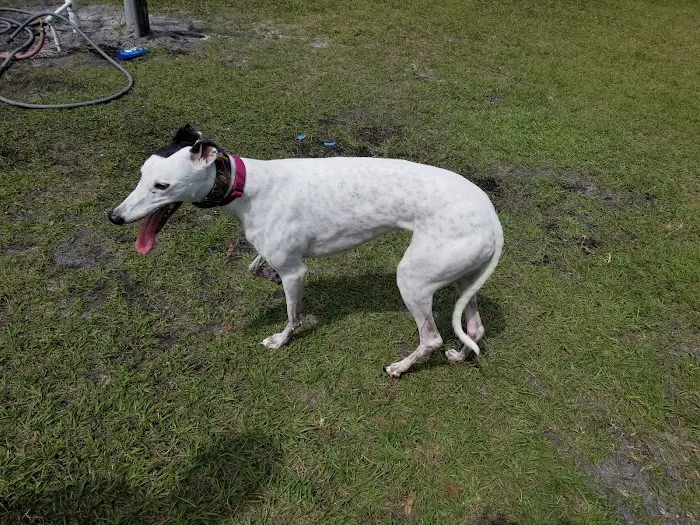 Dr Otts Off Leash Dog Sanctuary 5