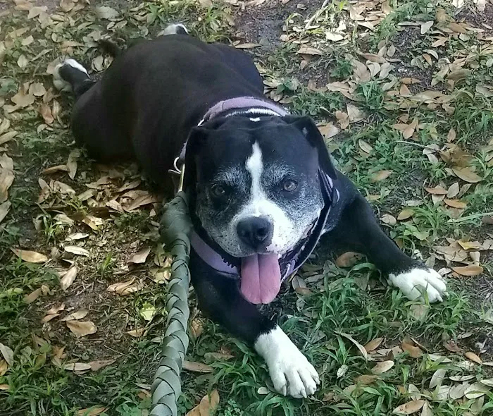 Temple Terrace Dog park 5