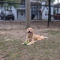 Temple Terrace Dog park ico