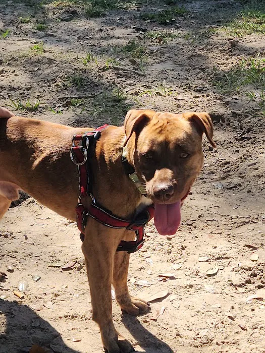 Temple Terrace Dog park 8