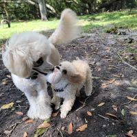 Dog Park at Al Lopez Park ico
