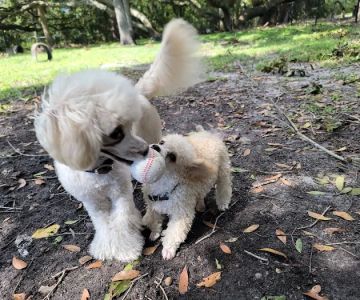 Dog Park at Al Lopez Park
