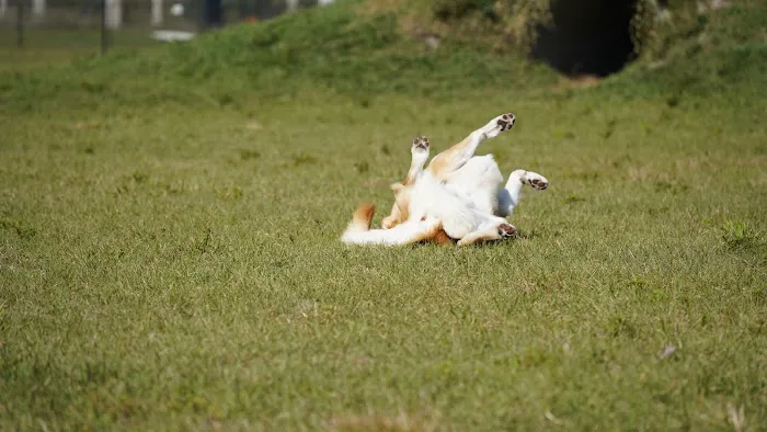 Dash’s Bark Park 3