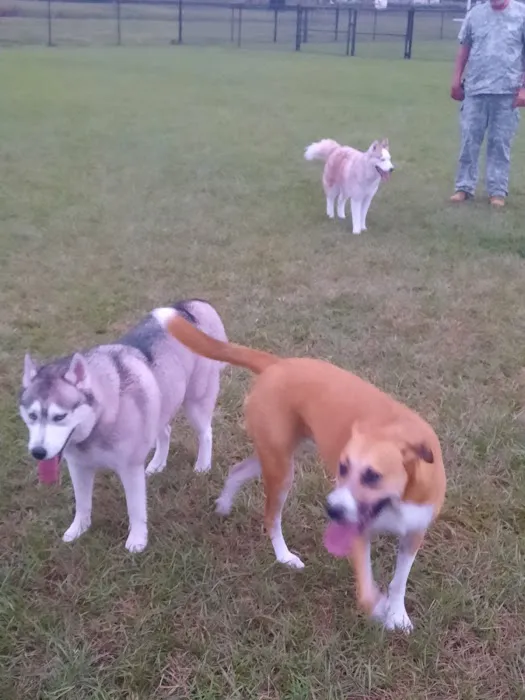 Dash’s Bark Park 4