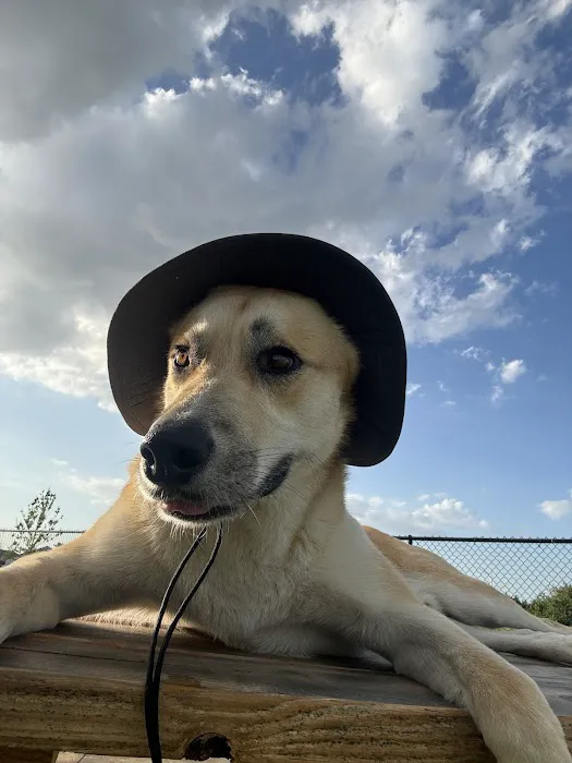 Dash’s Bark Park 5