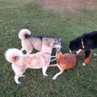Dash’s Bark Park ico