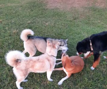 Dash’s Bark Park
