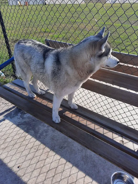 Dash’s Bark Park 2