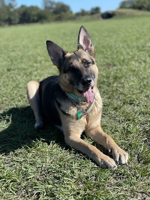 Dash’s Bark Park 9