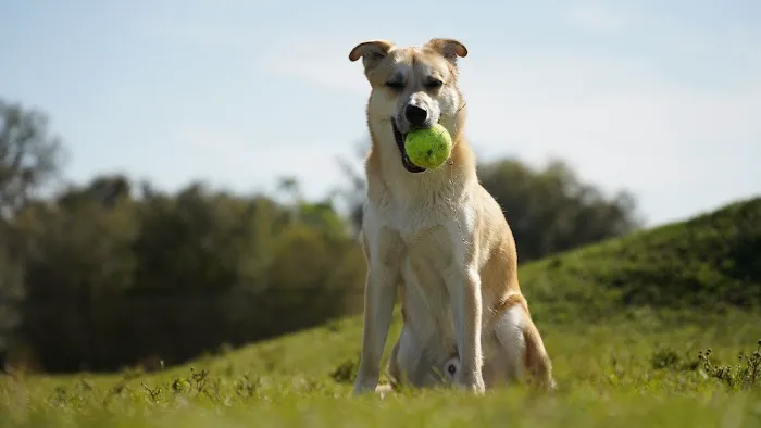 Dash’s Bark Park 6