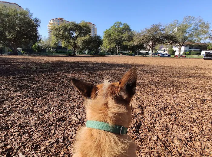Small Dogs Park at the Vinoy Park of St petersburg - FL 10