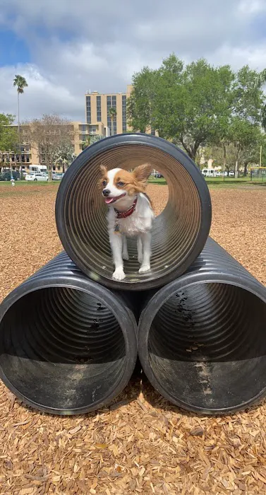 Small Dogs Park at the Vinoy Park of St petersburg - FL 7