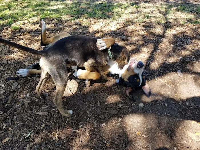 Northshore Dog Park 2