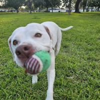 Lake Vista Dog Park ico