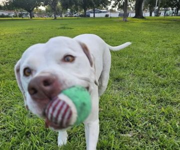 Lake Vista Dog Park
