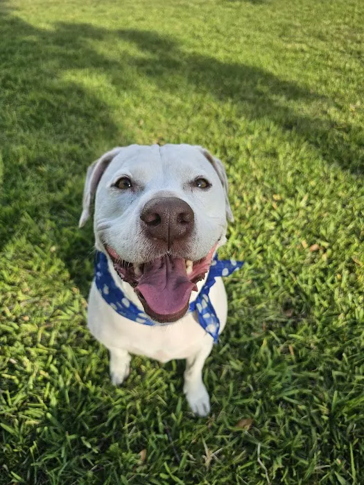 Lake Vista Dog Park 2