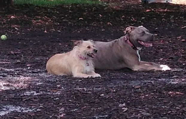 Crescent Lake Dog Park 5