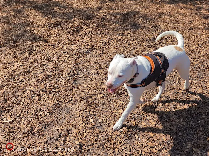 Crescent Lake Dog Park 10