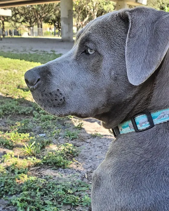 Kenwood Dog Park 10