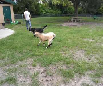 Carolyn Meeker Dog Park