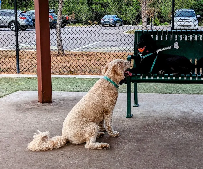 Carrollwood Village Dog Park 5
