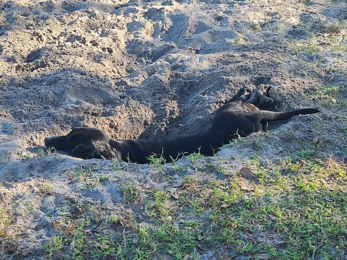 Greenbrook Adventure Dog Park (Members Only) 10