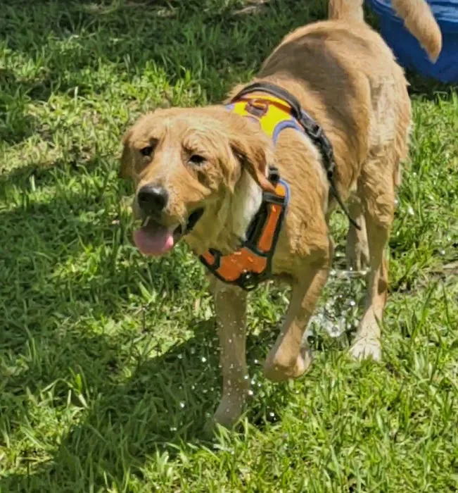 Greenbrook Adventure Dog Park (Members Only) 5