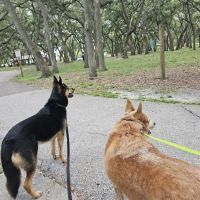 Happy Tails Dog Park ico