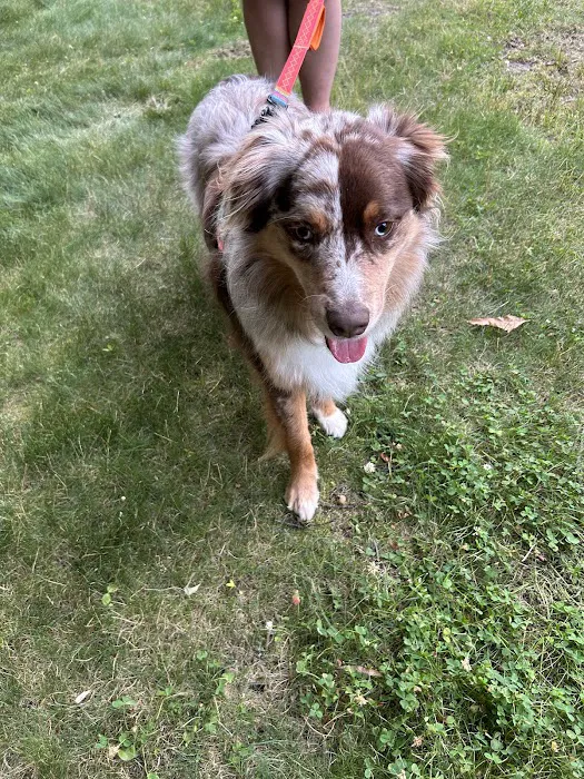Happy Tails Dog Park 6