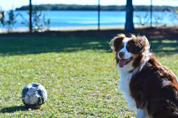 Eckerd College Pet Park 3