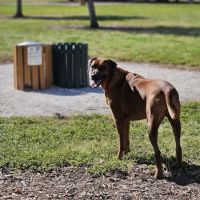 17th Street Paw Park ico