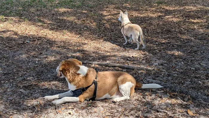 17th Street Paw Park 5