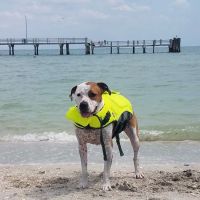 Fort De Soto Dog Park / Beach ico